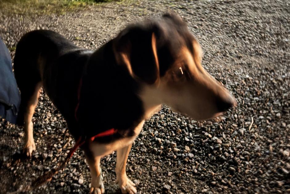 Fundmeldung Hund Männliche Marzan Frankreich