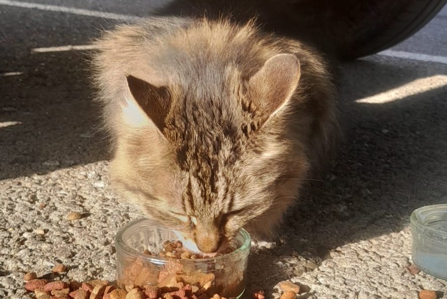 Fundmeldung Katze Unbekannt Nîmes Frankreich