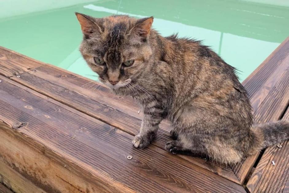 Vermisstmeldung Katze  Weiblich , 18 jahre Parempuyre Frankreich