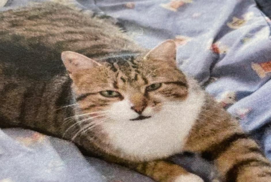 Vermisstmeldung Katze Männliche , 5 jahre Saint-Cézaire-sur-Siagne Frankreich