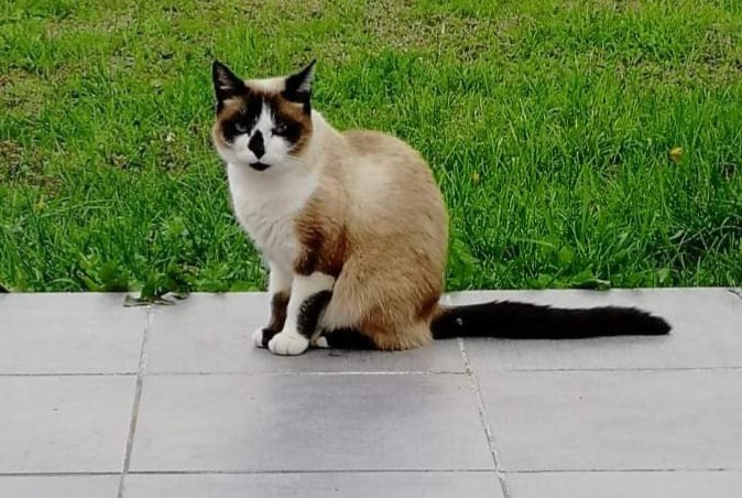 Disappearance alert Cat miscegenation Female , 7 years Damgan France