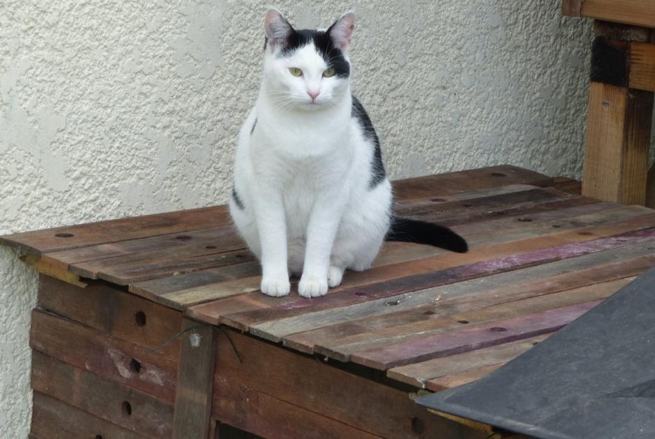 Alerta de Desaparición Gato  Hembra , 6 años Blaignan Francia