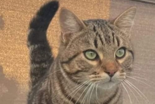 Alerta de Desaparición Gato Macho , 3 años Sète Francia