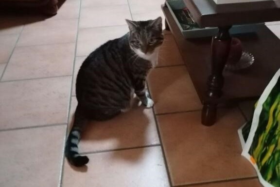 Alerta de Desaparición Gato cruce Hembra , 5 años Sargé-lès-le-Mans Francia