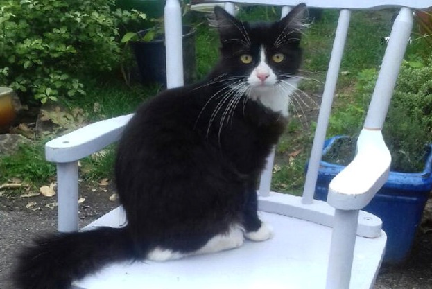 Alerte Disparition Chat  Mâle , 4 ans La Trinité-Surzur France