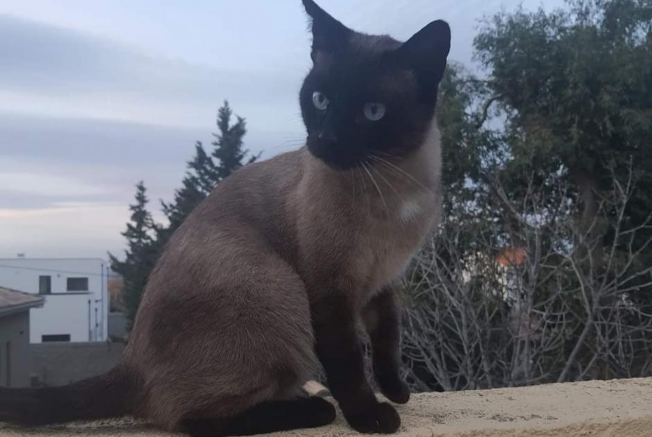 Alerte Disparition Chat  Mâle , 5 ans Perpignan France