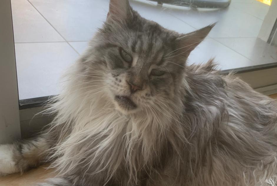 Alerte Disparition Chat  Mâle , 9 ans Peyrins France