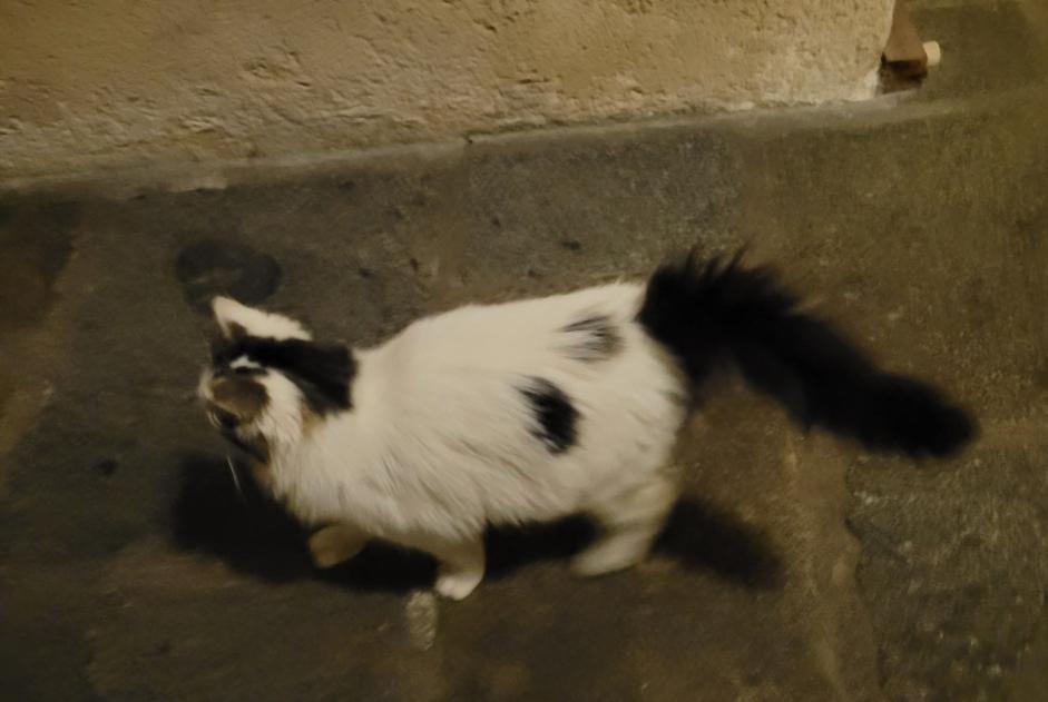 Alerte Découverte Chat Inconnu , 1 année Guingamp France