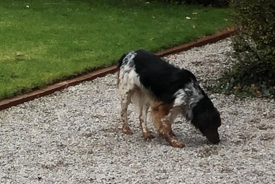 Avviso Ritrovamento Cane Maschio Zutkerque Francia