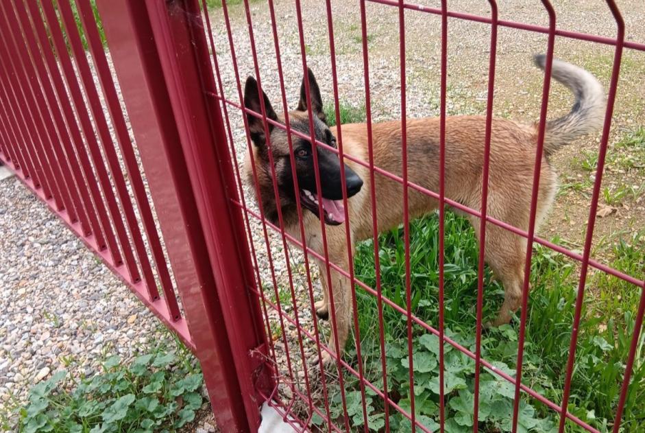 Ontdekkingsalarm Hond  Mannetje Montredon-des-Corbières Frankrijk