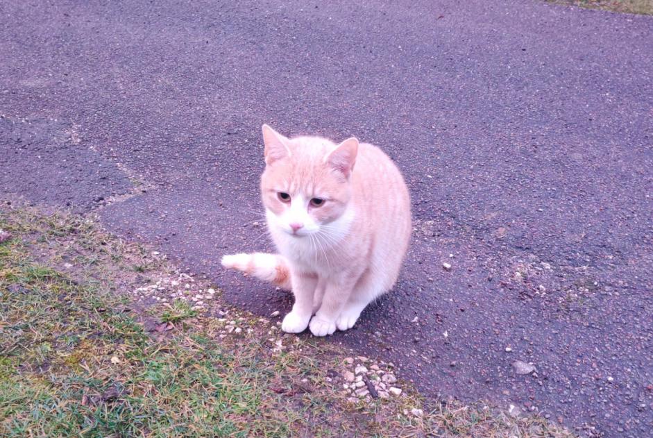 Ontdekkingsalarm Kat Onbekend Moutiers-en-Puisaye Frankrijk