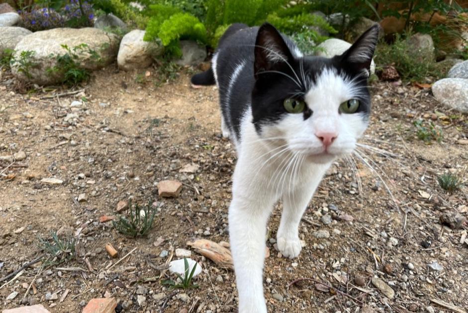 Verdwijningsalarm Kat Mannetje , 4 jaar Perpignan Frankrijk